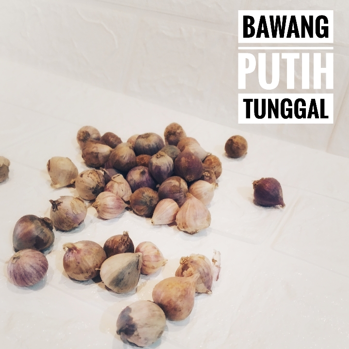 Bawang Putih Tunggal