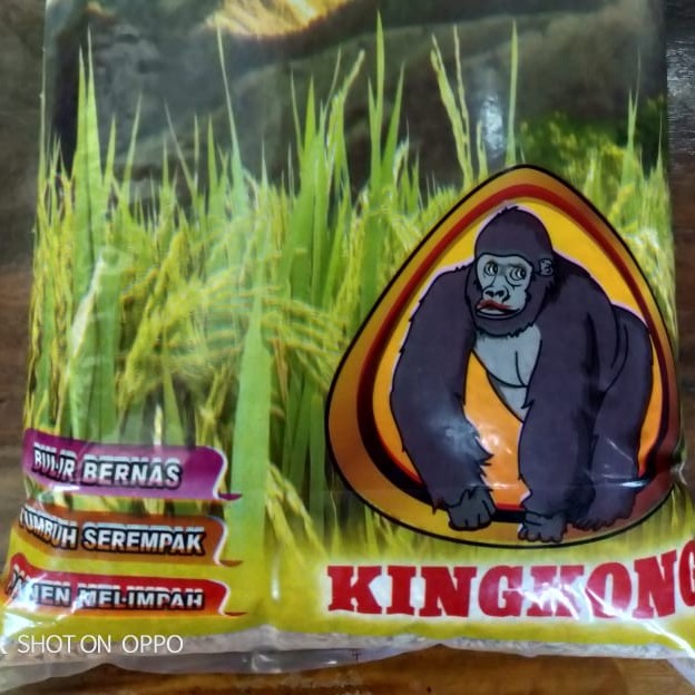 Benih Padi Cap KINGKONG