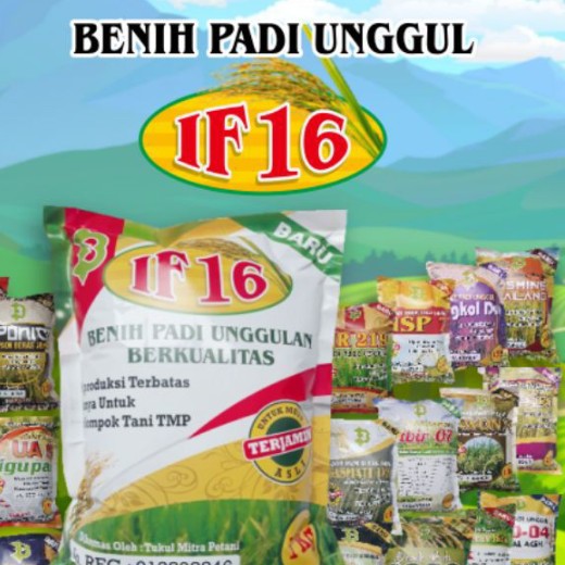 Benih Padi IF 16  Bibit Padi IF 16  AB2TI