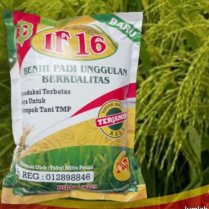 Benih Padi IF 16  Bibit Padi IF 16  AB2TI 3