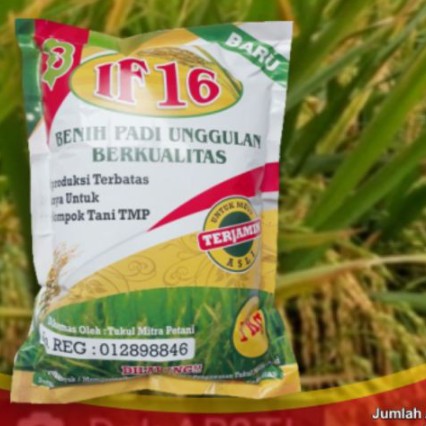 Benih Padi IF 16  Bibit Padi IF 16  AB2TI 4