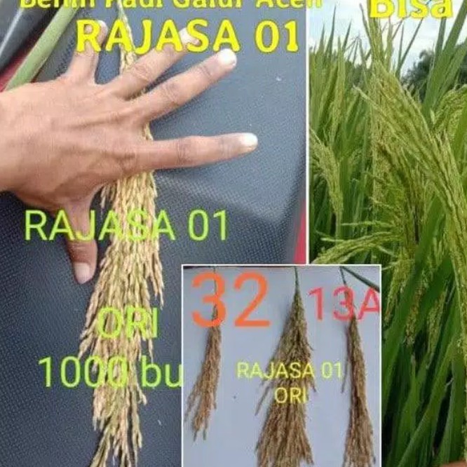 Benih Padi Rajasa 01 4