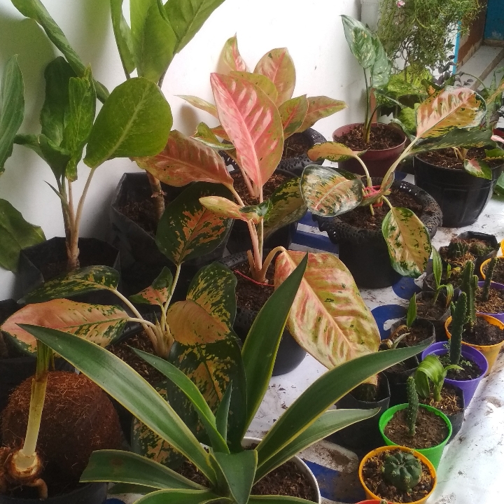 Berbagai Jenis Aglaonema Dan Kaktus