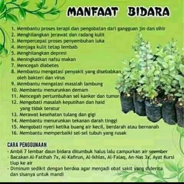 Bibit Bidara Arab  2