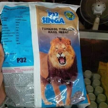 Bibit Jagung P32 Singa 2