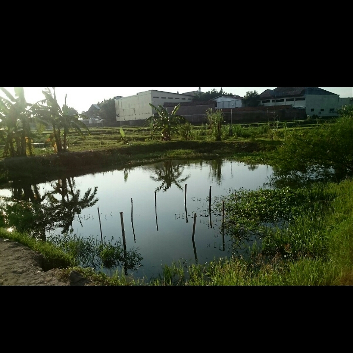 Blumbang Ikan