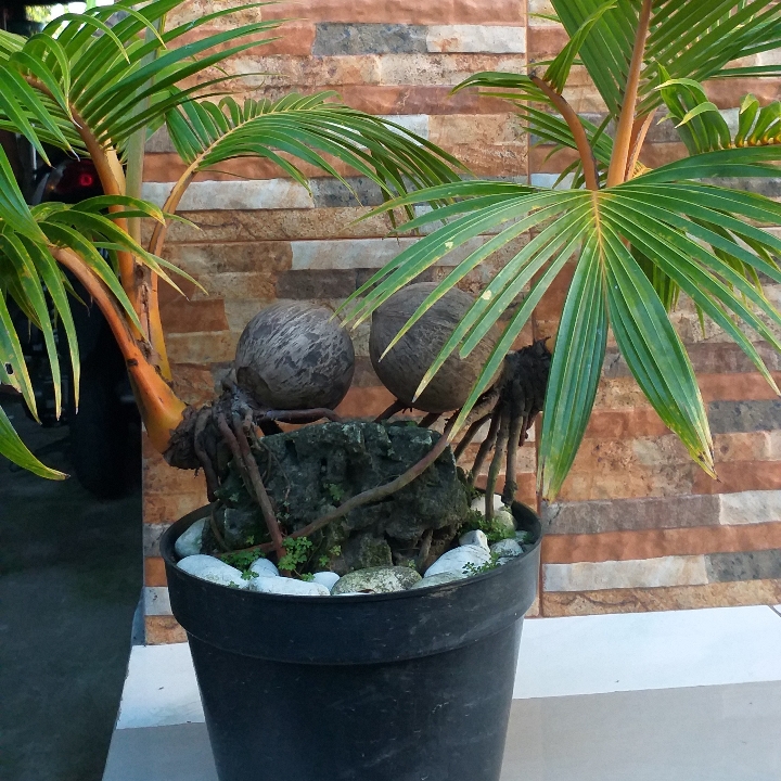 Bonsai Kelapa Gading