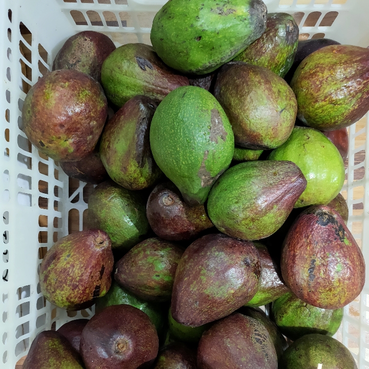 Buah Alpukat