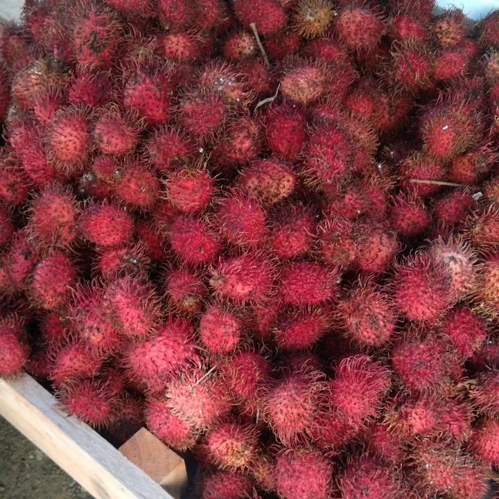 Buah rambutan