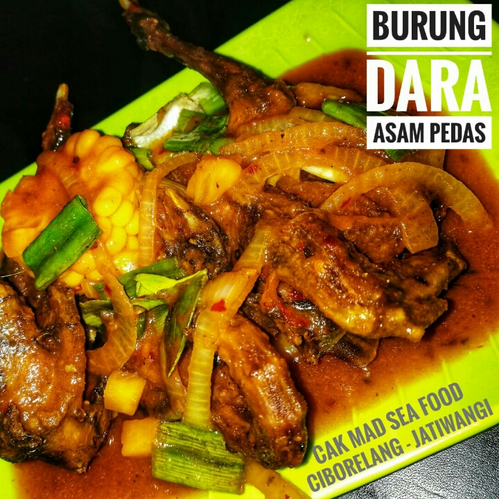 Burung Dara 