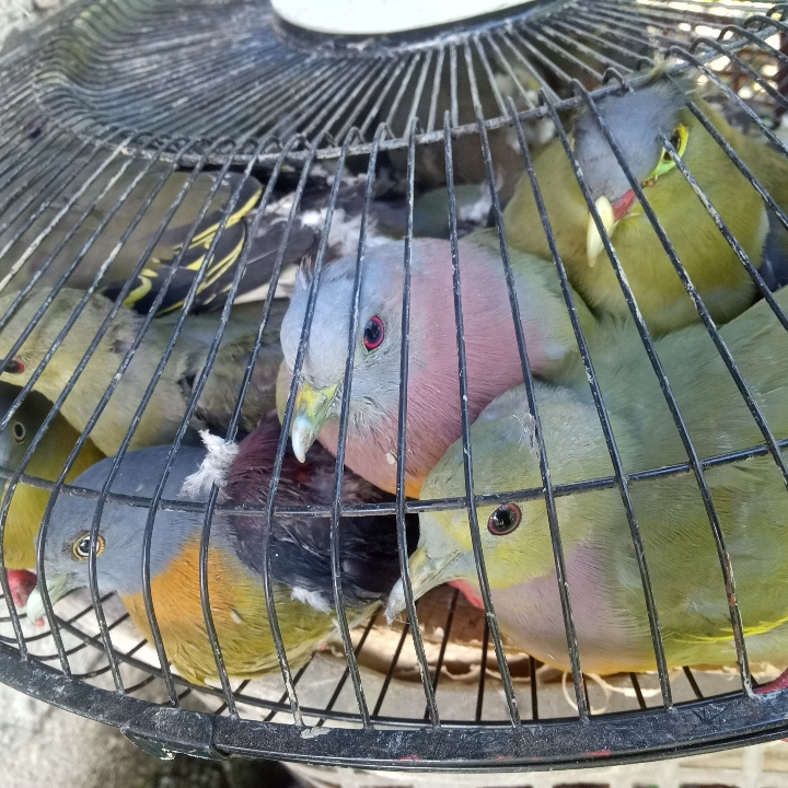 Burung Punai Broco Masih Hidup