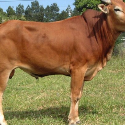 C10-SAPI LEMBU DAGING KISARAN 65 KG - 70 KG JANTANBETINA  MERK SAPI P 3