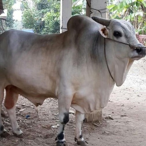 C10-SAPI LEMBU DAGING KISARAN 80 KG - 90 KG JANTANBETINA  MERK SAPI P