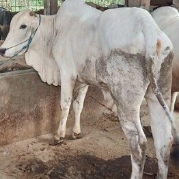 C10-SAPI LEMBU DAGING KISARAN 80 KG - 90 KG JANTANBETINA  MERK SAPI P 2