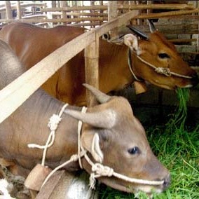 C10-SAPI LEMBU DAGING KISARAN 80 KG - 90 KG JANTANBETINA  MERK SAPI P 2