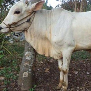 C10-SAPI LEMBU DAGING KISARAN 80 KG - 90 KG JANTANBETINA  MERK SAPI P 3