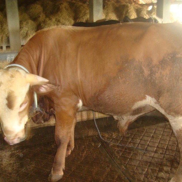 C12-SAPI LEMBU DAGING KISARAN 65 KG - 70 KG JANTANBETINA  MERK SAPI P 2