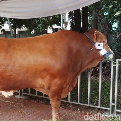 C12-SAPI LEMBU DAGING KISARAN 65 KG - 70 KG JANTANBETINA  MERK SAPI P 3