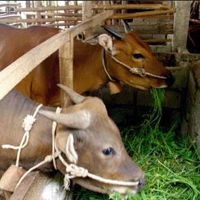 C12-SAPI LEMBU DAGING KISARAN 80 KG - 90 KG JANTANBETINA  MERK SAPI P 2