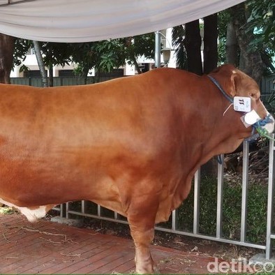 C3-SAPI LEMBU DAGING KISARAN 65 KG - 70 KG JANTANBETINA  MERK SAPI PE 2