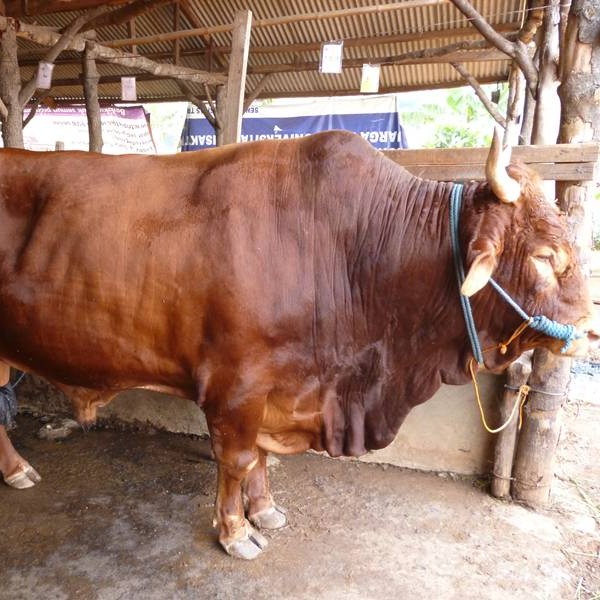 C3-SAPI LEMBU DAGING KISARAN 65 KG - 70 KG JANTANBETINA  MERK SAPI PE 3