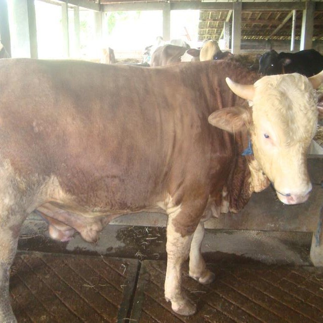 C3-SAPI LEMBU DAGING KISARAN 70 KG - 80 KG JANTANBETINA  MERK SAPI PE 3