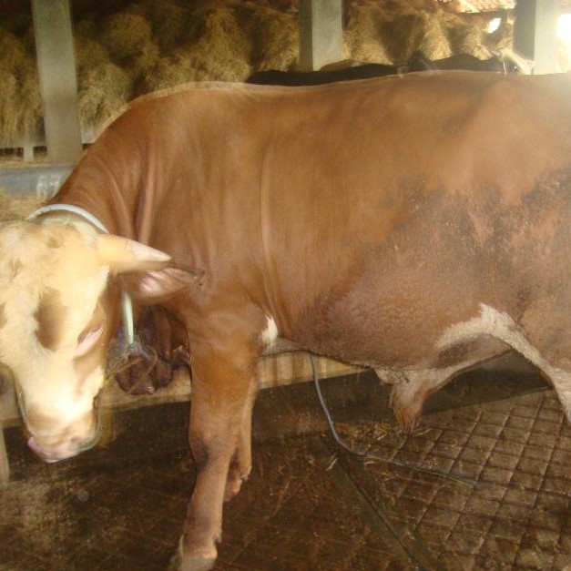 C6-SAPI LEMBU DAGING KISARAN 65 KG - 70 KG JANTANBETINA  MERK SAPI PE