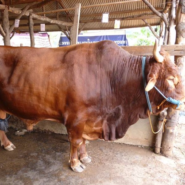 C6-SAPI LEMBU DAGING KISARAN 65 KG - 70 KG JANTANBETINA  MERK SAPI PE 2