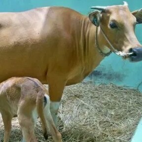 C6-SAPI LEMBU DAGING KISARAN 65 KG - 70 KG JANTANBETINA  MERK SAPI PE 2