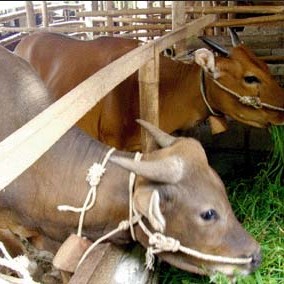 C6-SAPI LEMBU DAGING KISARAN 70 KG - 80 KG JANTANBETINA  MERK SAPI PE 2