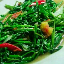 CAH KANGKUNG