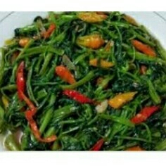 CAH KANGKUNG