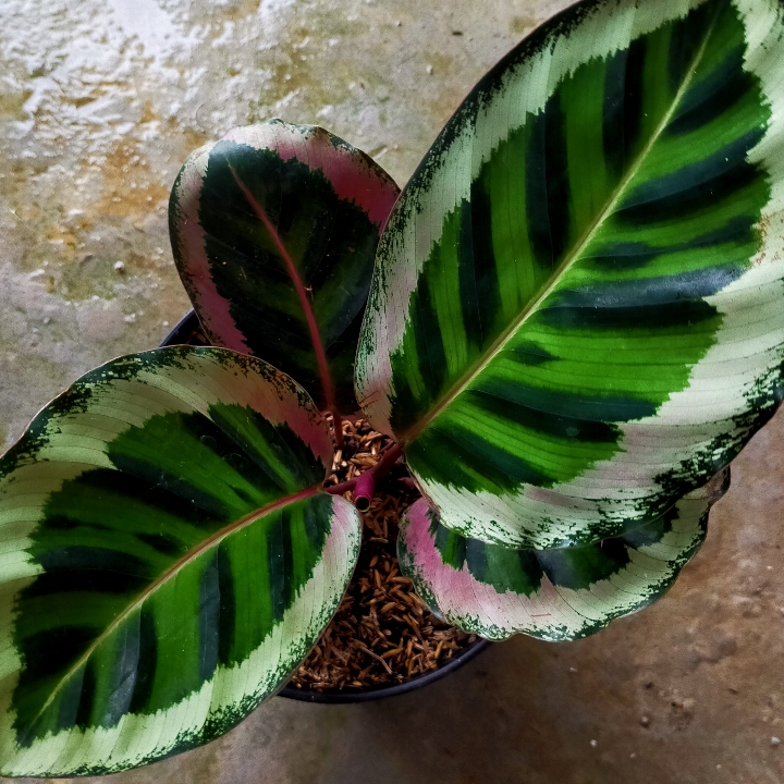 CALATHEA ANGELA