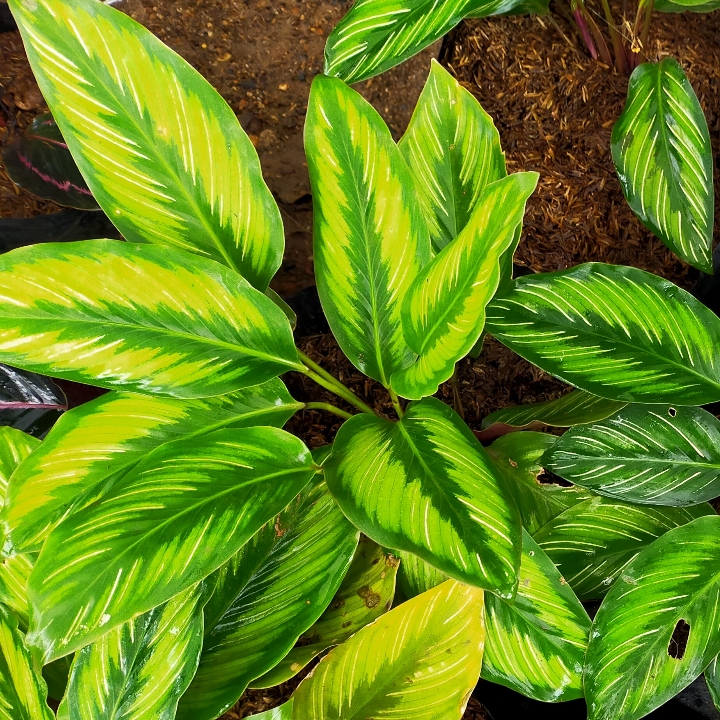 CALATHEA BEAUTY STAR