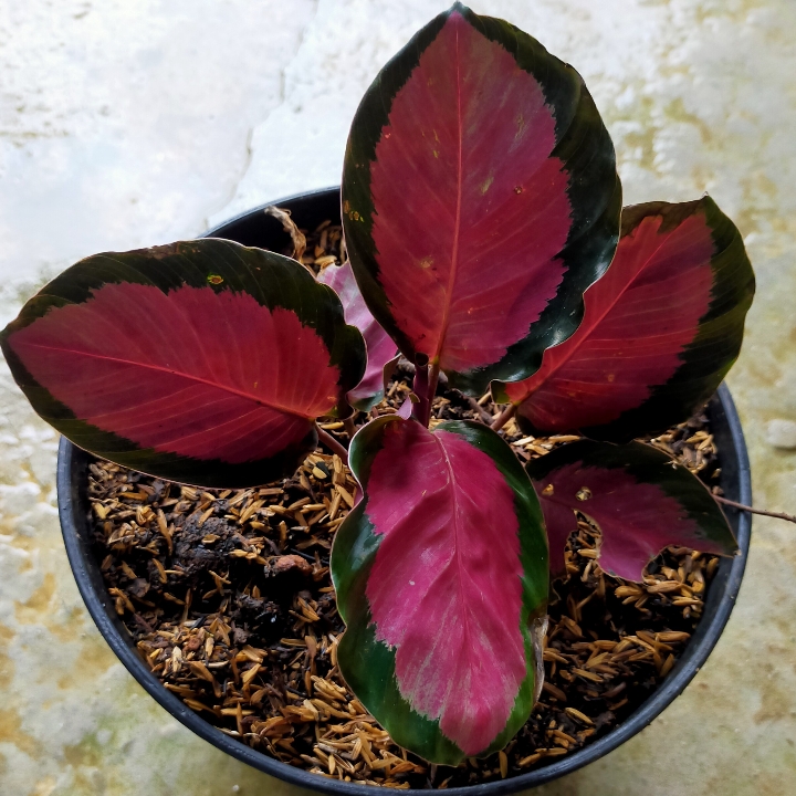 CALATHEA CRIMSON