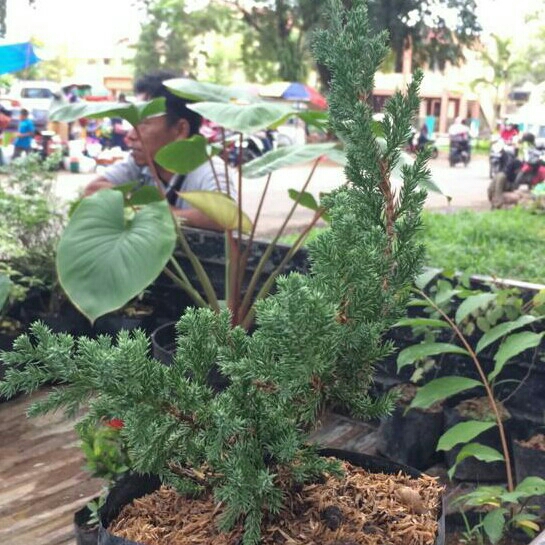 Cemara Bajul Bahan Bongsai