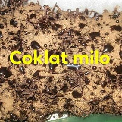 Coklat Milo