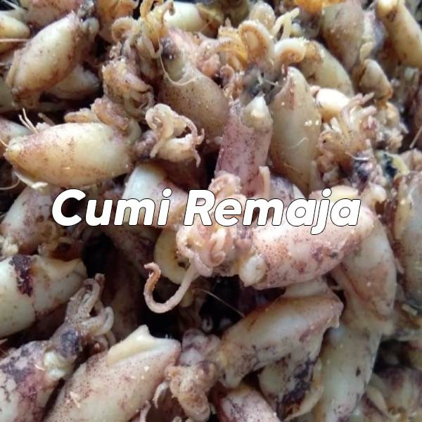 Cumi Remaja