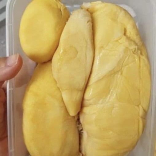 DURIAN MONTONG