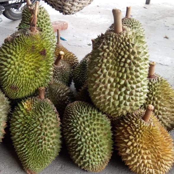 DURIAN SEGAR