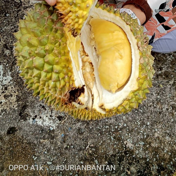 DURIAN SEGAR 2