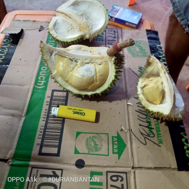 DURIAN SEGAR 3