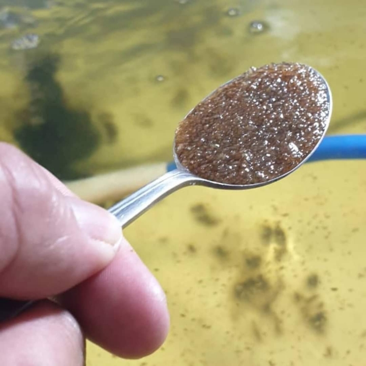 Daphnia Magna DM Hidup Takaran 1 Sendok Makan