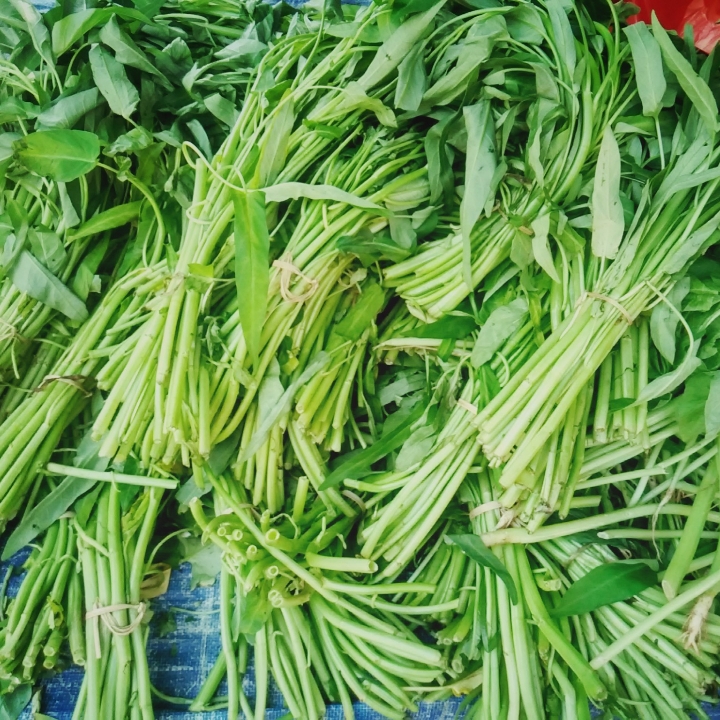 Daun Kangkung