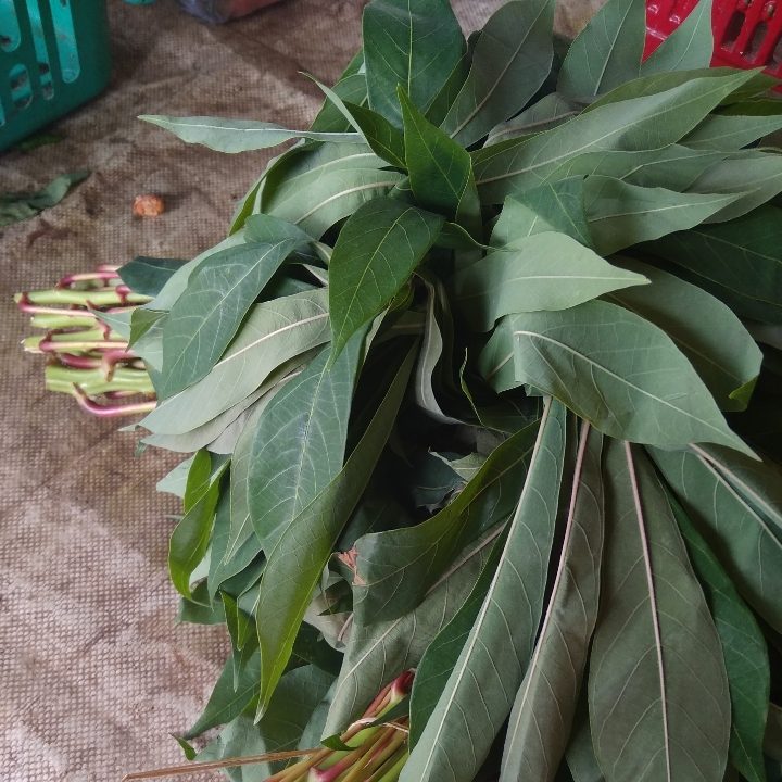 Daun Singkong 3