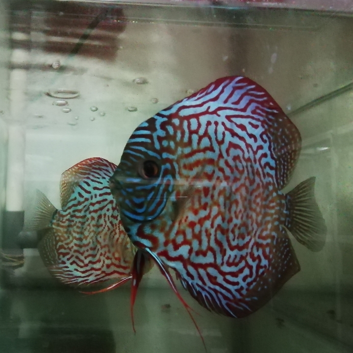 Discus 4inch