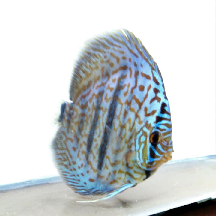 Discus 4 Inch