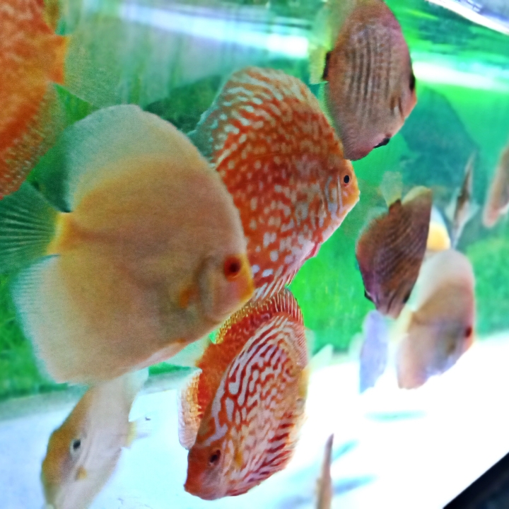 Discus 5 - 6 cm