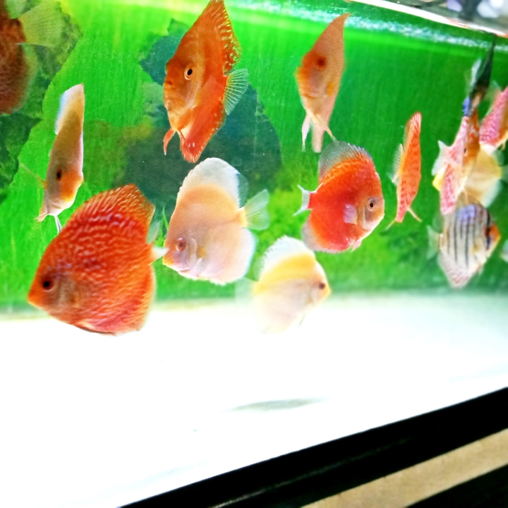 Discus 5 - 6 cm 2