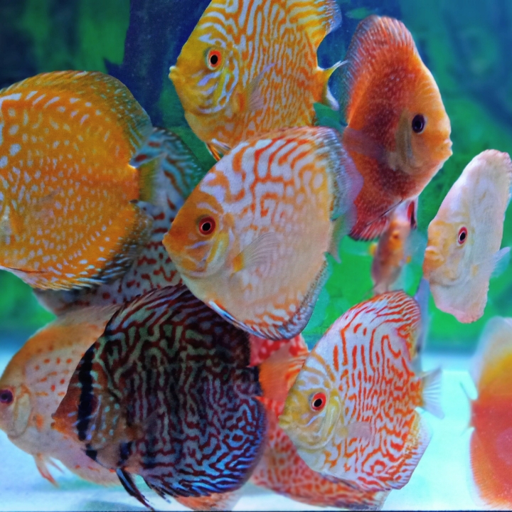 Discus 7 - 8 Cm